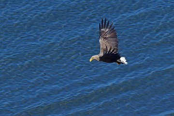 海をバックに悠然と飛ぶオジロワシ