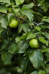Close-up view go pears on branch in home garden. Homegrown food. Healthy eating concept