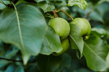 Close-up view go pears on branch in home garden. Homegrown food. Healthy eating concept