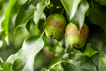 Close-up view go pears on branch in home garden. Homegrown food. Healthy eating concept