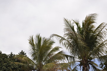 Obraz na płótnie Canvas Paisagem de coqueiros num dia nublado