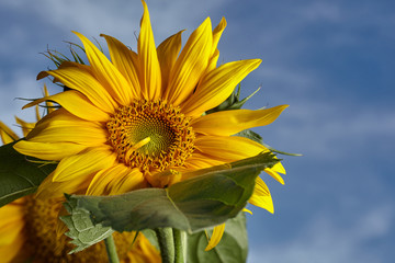 Close-up view of sunflower against blue sky. Homegrown food.