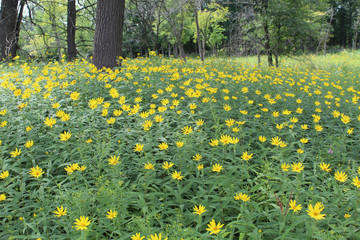 Obraz premium Field of woodland sunflowers at Somme Prairie Nature Preserve in Northbrook, Illinois