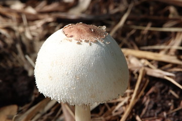 mushroom in the forest