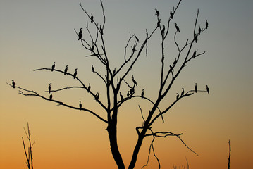 Fototapeta na wymiar Tree Birds
