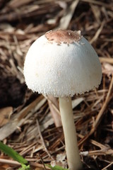 mushroom in forest