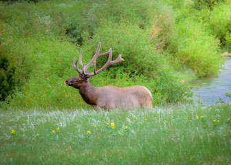 Bull Elk in Rocky Mountain National Park