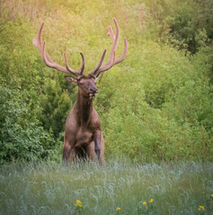 Bull Elk in Rocky Mountain National Park