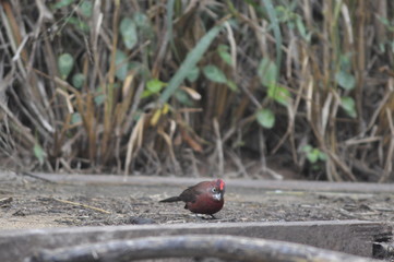 Pássaros na natureza em um dia de chuva