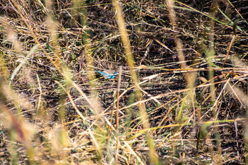 Blue waxbill 