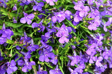 Texture of phlox flower purple growing in summer