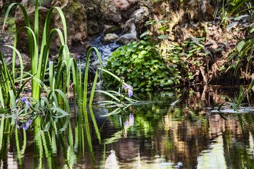 Quiet Reflective Pond