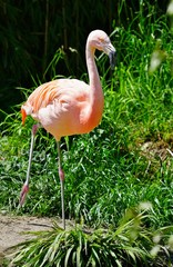 Pink flamingo birds standing on one leg