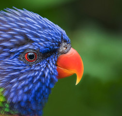 Blue feathers and red eyes of lorikeet