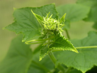The young unexpanded inflorescence of white Armenian cucumber or snake melon. The germ of the inflorescence surrounded by green leaves.