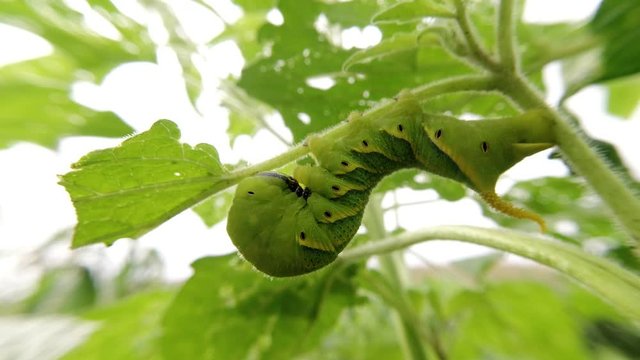 Green caterpillar"Daphnis nerii" on the leaves of Sesame tree.
