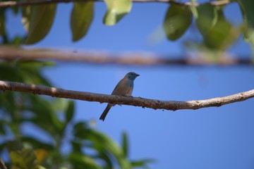 Blue Waxbill on guava tree branch