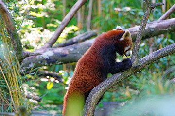 View of a Red Panda (Ailurus fulgens) in an outdoor park