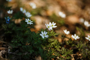 Small white flowers grow among dry grass.