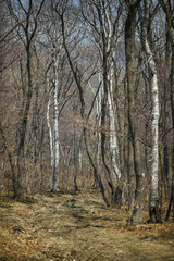 Dry and bald spring forest in Russia. Forest road among dry trees.