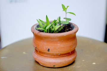 planta maceta verde flor