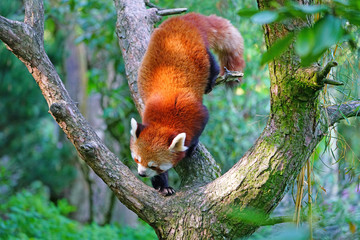 View of a Red Panda (Ailurus fulgens) in an outdoor park