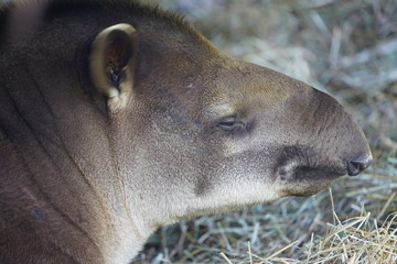 View of a South American Tapir (tapirus terrestris)