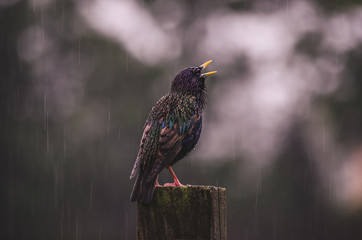 Starling