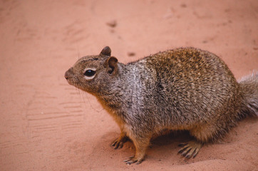 Fat Squirrel