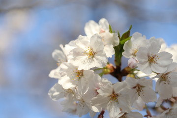 桜の花