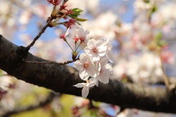 桜の花