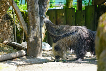 View of a South American Tapir (tapirus terrestris)