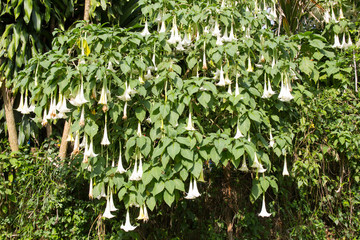 Obraz premium Forest Flower Blooming in The sunshine day