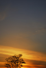 夕暮れ　空　木　素材