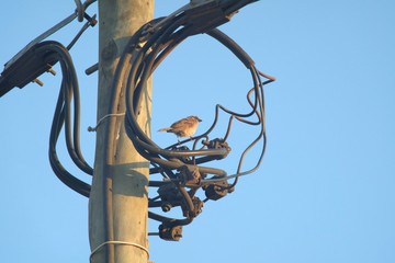 Sparrow on electrical cables
