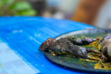 Mouse trap glue, many rats are trapped by sticky glue