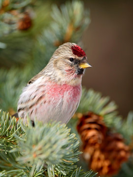 Hoary Redpoll, male Finch sitting in spruce tree.