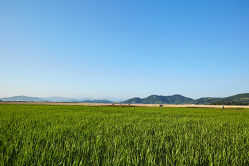Suncheonman Bay in Suncheon-si, South Korea.