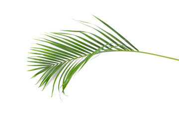 Tropical green leaves isolated on white background