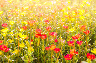 cosmos flower field in the morning,abundance of blooming wild flowers on the meadow