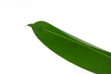 Fototapeta premium Tropical green leaves isolated on white background
