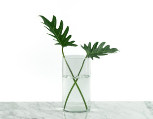 Green leaves in a glass of water on a white, Tropical concept, Stylish interior design with tropical green leaves on a vase white background