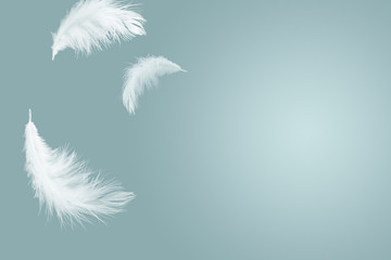 Abstract White Fluffly Feathers Floating The Sky. Swan Feather Flying on Heavenly.	