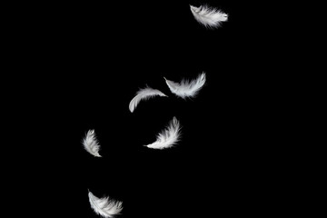 abstract solf white feathers falling down in the air, black background