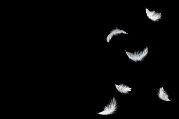 abstract solf white feathers floating in the dark, black background