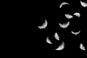 abstract solf white feathers falling down in the air, black background