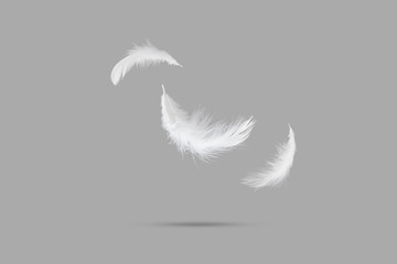 abstract solf white feathers falling down in the air