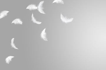 abstract solf white feathers floating in the air, grey background