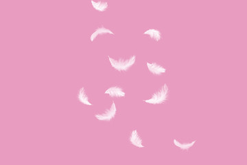 Fototapeta na wymiar abstraact solf white feathers falling down in the air, pink background