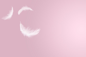 abstract solf white feathers floating in the air, pink background